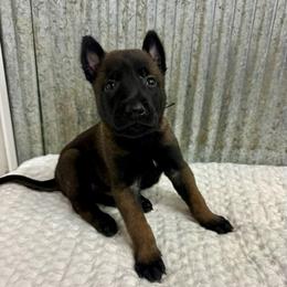 Black Collar - Mahogany male Belgian Malinois puppy in Muskegon, Michigan from Red Acres Working Line K9s