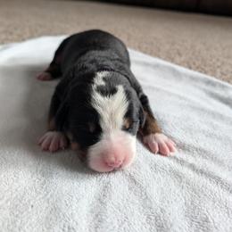Girl 1 - Black, white and red female Greater Swiss Mountain Dog puppy in Reinholds, Pennsylvania from Stonebridge Swissies