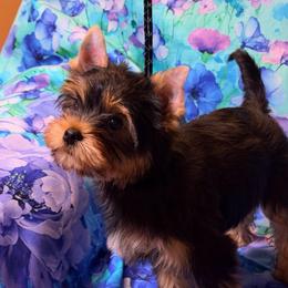 Bobby - Blue and gold male Yorkshire Terrier puppy in Brandon, Florida from Shelby's Yorkshire Terriers