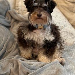 Bonnie - Miniature Schnauzer
