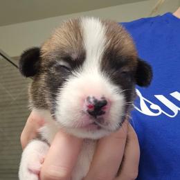 Teddy - White and red male Pembroke Welsh Corgi puppy in Tomball, Texas from Larsen Loved Corgis