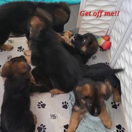 German Shepherd Puppies from Vom Feuer Shepherds