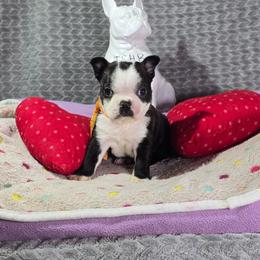 SpongeBob - Black brindle and white male Boston Terrier puppy in Millers Creek, North Carolina from Tumbling Shoals Hilltop Bostons