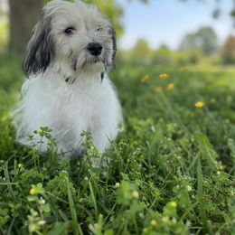 Havanese Puppies from Home with Havanese