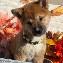 Shayla - Red female Shiba Inu puppy in Elizabeth, New Jersey from Shiba Inu Loving Care