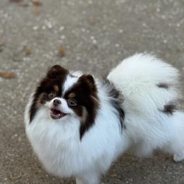NOVA - Pomeranian
