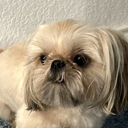 Oscar - Shih Tzu