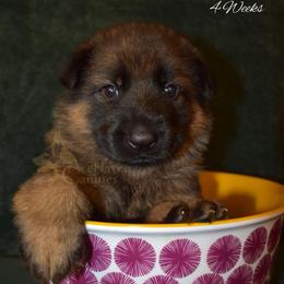 Red Collar - Sable male German Shepherd puppy in Orlando, Florida from AceHaven Canines