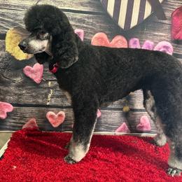 Mia - Poodle