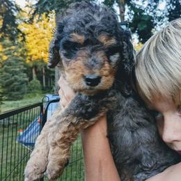 Waylon - Blue merle male Aussiedoodle puppy in Yacolt, Washington from Aussiedoodles by Maggie