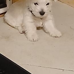 West Highland White Terrier Puppies from Wagglesworth Westies