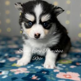 Rose - Black and white female Pomsky puppy in Rossville, Georgia from Scenic City Pomskies
