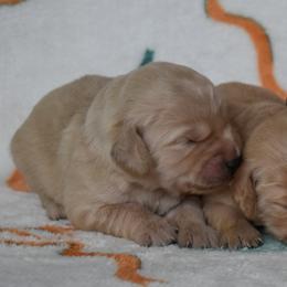 Female 1 of 4 - Cream female Goldendoodle puppy in Macedon, New York from Toodles Goldendoodles