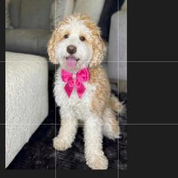 Maple - Bernedoodle