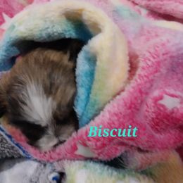 Shichon and Shih Tzu Puppies from Angie’s Teddy Bear Puppies Minnesota