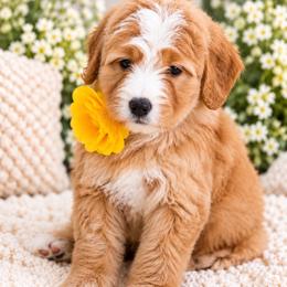 November - Brown and white female Bernedoodle puppy in Diamond Bar, California from Furrytaildoodles