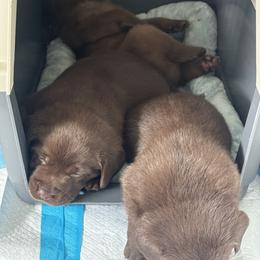 Labrador Retriever Puppies from Enchanted Garden Labradors