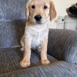 Brown Boy - Golden male Golden Retriever puppy in Bayard, Nebraska from Colson Kennels