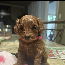 Roxi - Red  female Poodle puppy in Anaheim, California from SoCal Toy Poodles