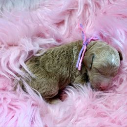 Purple - Red  female Goldendoodle puppy in Boise, Idaho from Goldendoodle Baby