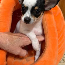 Adam - Black and white male Chihuahua puppy in Amity, Pennsylvania from Rhoda and Verna