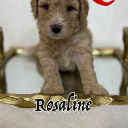 Rosaline - Apricot female Goldendoodle puppy in Yerington, Nevada from GoldenHearted Doodles
