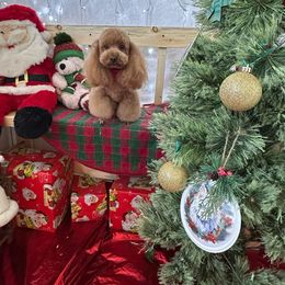 Paprika💖🐾 - Maltipoo puppy from Maltipoos SD