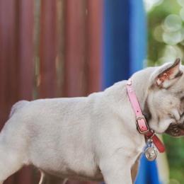 French Bulldog Puppies from Kring French Bulldogs
