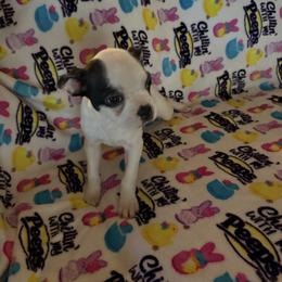 Harley - Black and white female Boston Terrier puppy in Charleston, West Virginia from Mountain Momma Bostons