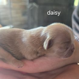 Daisy - Cream and white female Shih Tzu puppy in Green Valley Lake, California from All American Shih Tzu Puppies