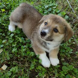 Pembroke Welsh Corgi Puppies from MT Nest Farms