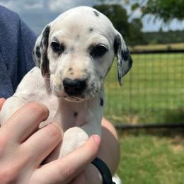 Twix - White and black female Dalmatian puppy in Austin, Texas from Dazzling Dalz