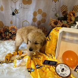 Golden Retriever Puppies from Whickering Pines Golden Retrievers