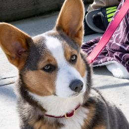 Mazzie - Pembroke Welsh Corgi
