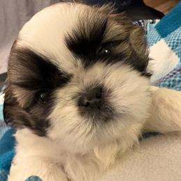 Boy 2 Honey - Gold and white male Shih Tzu puppy in Madras, Oregon from Maridee’s ShihTzu