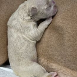 French Bulldog puppies from Petite FurryTails