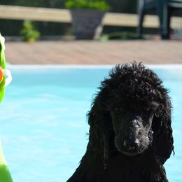 Poodle Puppies from D and D Standard Poodles