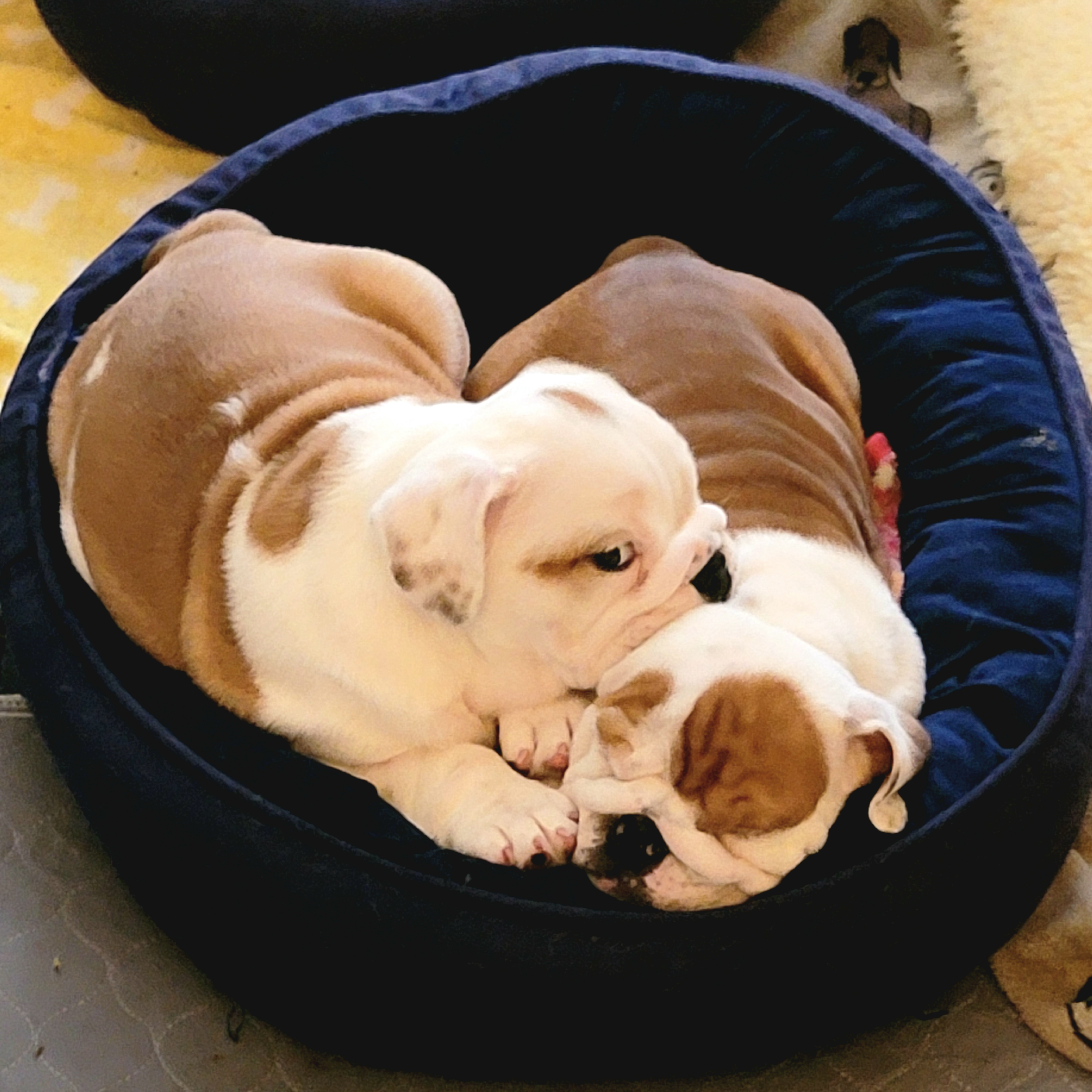 Bulldog Puppies from Jennifer May's Bulldogs