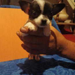 Honey - Black and white female Chihuahua puppy in Federalsburg, Maryland from Mobley Chihuahuas