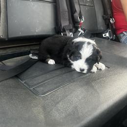 Australian Shepherd Puppies from Hamilton Farms