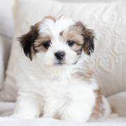 Maltipoo, Shichon, and Shihpoo Puppies from Timbercreek Puppies