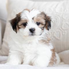 Maltipoo, Shichon, and Shihpoo Puppies from Timbercreek Puppies