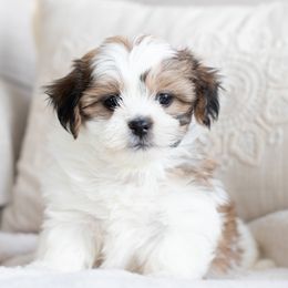 Maltipoo, Shichon, and Shihpoo Puppies from Timbercreek Puppies