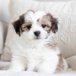 Maltipoo, Shichon, and Shihpoo Puppies from Timbercreek Puppies
