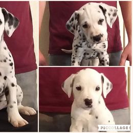 Dalmatian Puppies from Spotty Shenanigans Dalmatians