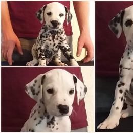 Dalmatian Puppies from Spotty Shenanigans Dalmatians