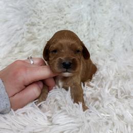 Oreo - Apricot male Cavapoo puppy in Reeds Spring, Missouri from As Good As Goldendoodles and more