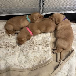 Golden Retriever Puppies from Tradershire Goldens