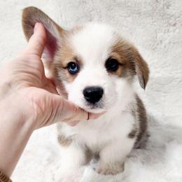 Luke - Red male Pembroke Welsh Corgi puppy in Cleveland, Tennessee from Sunnyhill Corgis