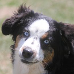 Lacey - Miniature Australian Shepherd